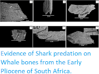 http://sciencythoughts.blogspot.co.uk/2015/11/evidence-of-shark-predation-on-whale.html