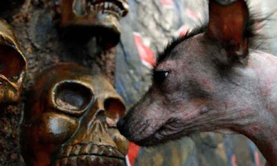 XOLOITZCUNTLE, EL PERRO MEXICANO