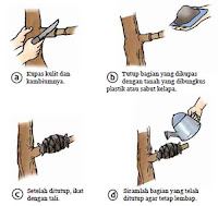 Vegetatif buatan mencangkok