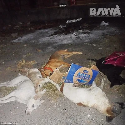 Nhiều xác chó nằm la liệt trên đường.