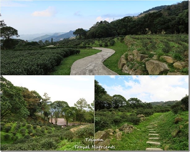 三峽熊空茶園 (48)