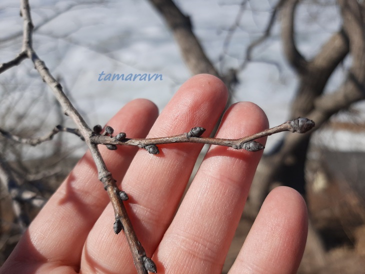 Липа маньчжурская (Tilia mandshurica)