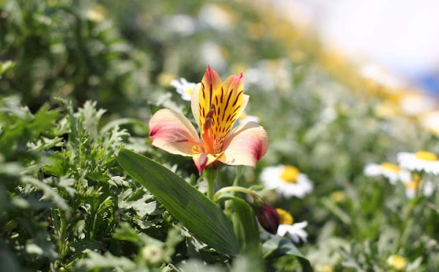 Peruvian Lily Flowers Pictures