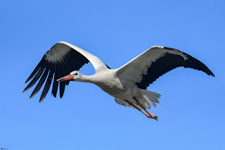 cigüeña blanca-ciconia ciconia-aves-aves acuaticas-cigüeña blanca en vuelo-