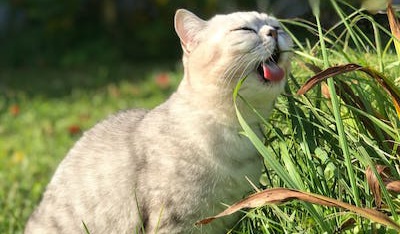 My cat occasionally eats grass, is this a sign she wants to go vegan? What is the best vegan cat food?