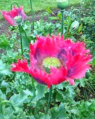 poppy