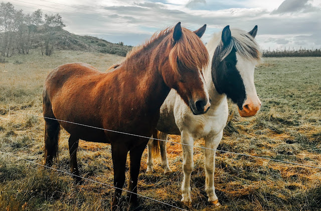 Horses Photo by Chris Liverani on Unsplash