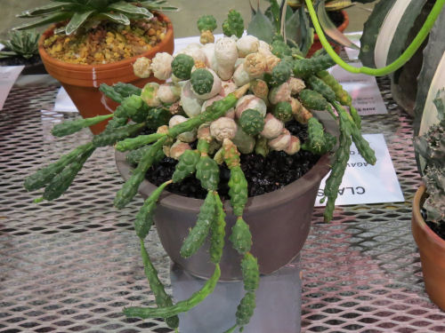 Euphorbia globosa