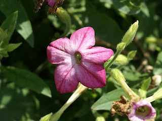 Tabac ailé - Nicotiana alata