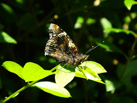 Big Butterfly Watch 