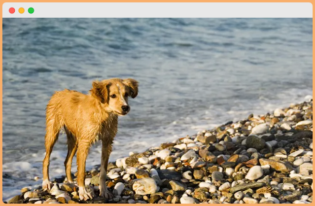 Pebbly  dog Beach