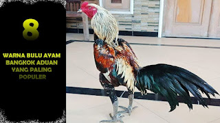  Ayam bangkok biasanya jadi ayam yang banyak dipilih sebagai ayam aduan Rahasia Cara Mengetahui Umur Ayam Bangkok Yang Bagus Dan Berkualitas