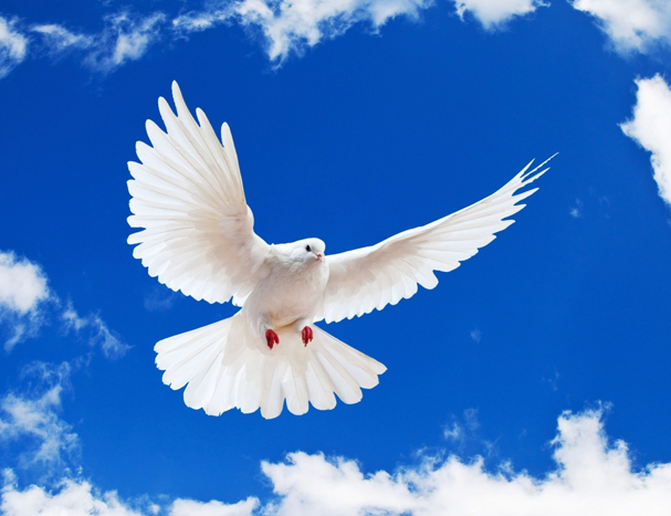 Resultado de imagem para pomba branca enorme voando foto gratis