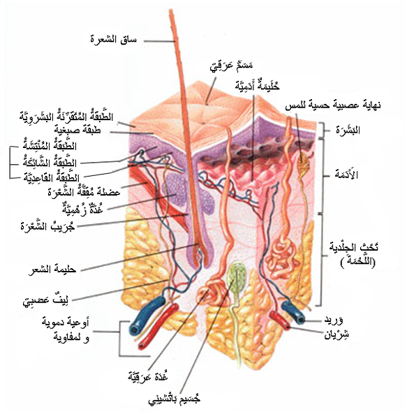 الحواس وأعضاء الحسّ