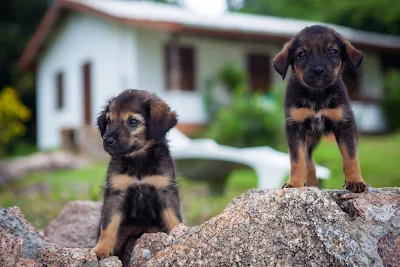 Zwei Hundewelpen an der Anse Severe auf La Digue