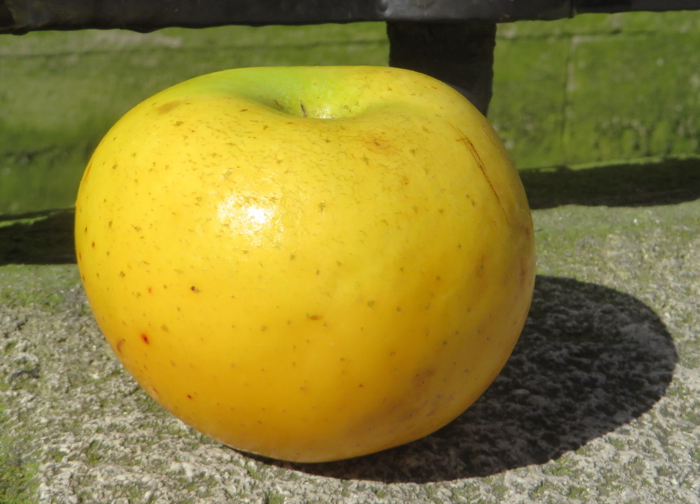 Belchard apple