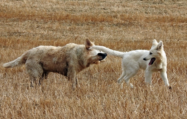 hvit gjeterhund golden retriever