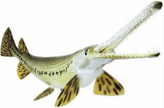 Aligator Gar