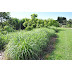 Vegetable Small Fruity Fruit Lawn 12cm.