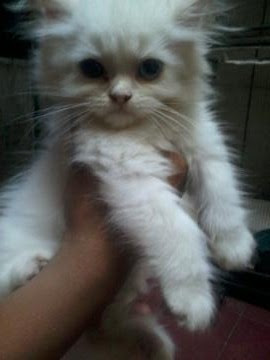 foto kucing kesayangan esha 07