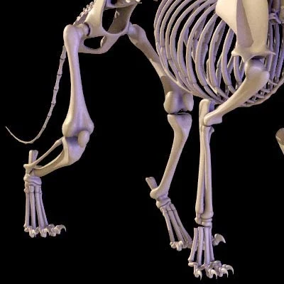 imagens-3d-anatomy-anatomia-veterinaria-veterinary-animal