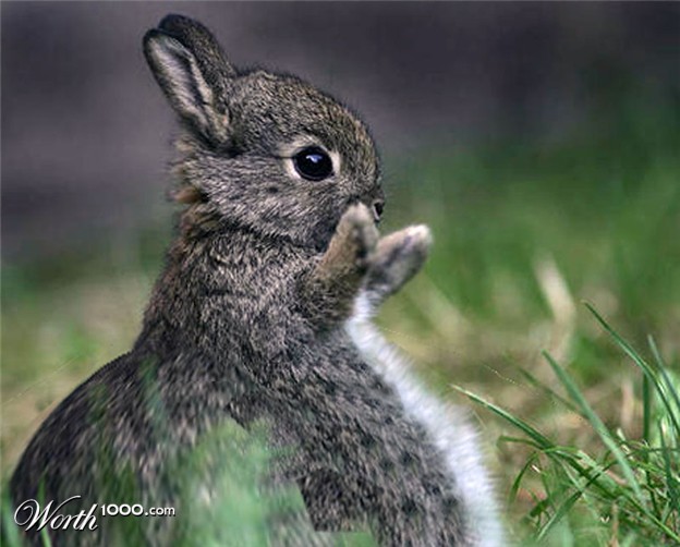 imagenes de animales gordos - Los diez extraños animales que no conocías Entérate aquí 