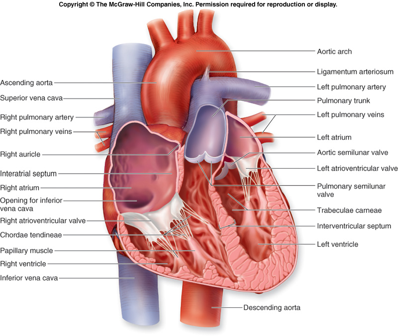 Heart Diagram-4.bp.blogspot.com