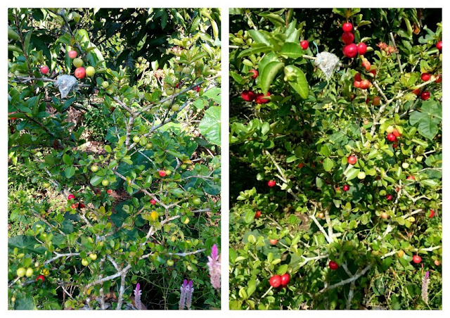 Buah Ceri Cina (Acerola - Barbados Cerry)