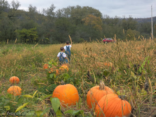 A Lesson in Pumpkin Economics with an Alpaca Bonus