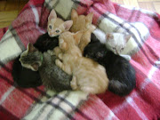 Os 7 gatinhos abaixo já encontraram uma família, mas ainda temos muitos .