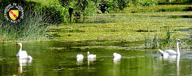 Le long du Madon à Pierreville ! Cygnes