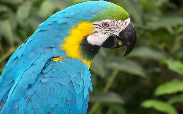 Aves Exóticas