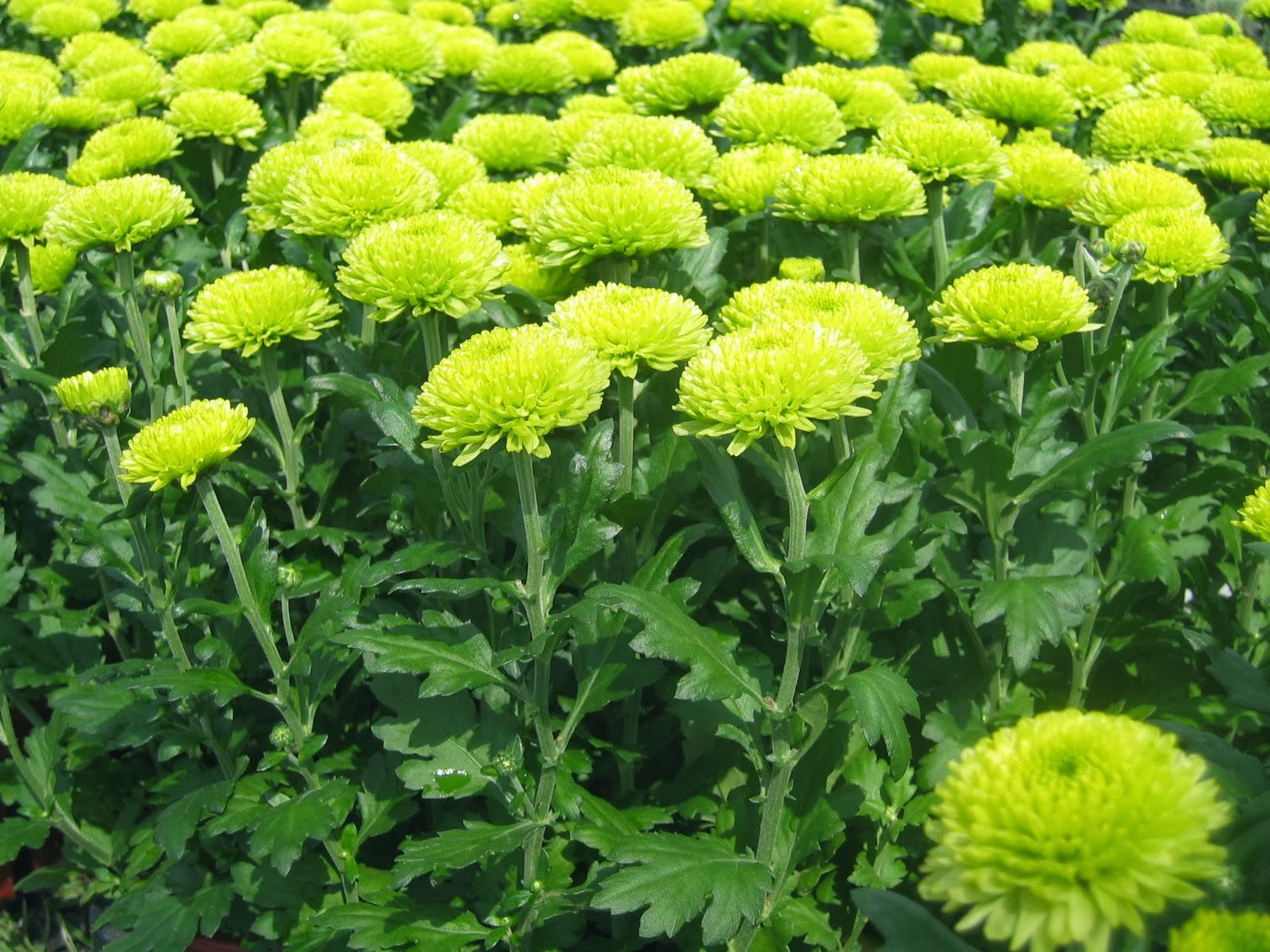 好きな花たち ポットマム マウント エデン Dendranthema Chrysanthemum X Grandiflorum Cv Mount Eden