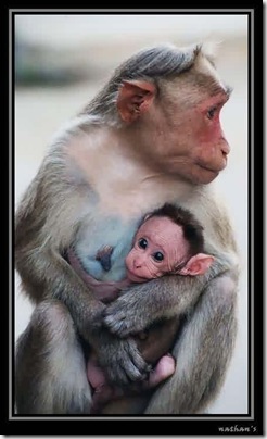 monos (10)