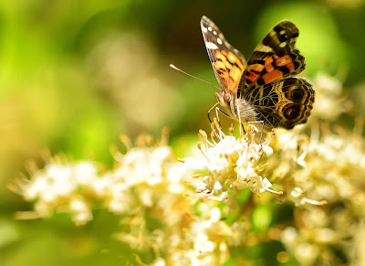 Mariposa - Butterfly by Jeff Clow