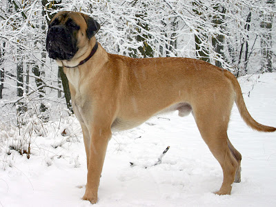 Bull Mastiff