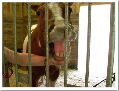 animals 024