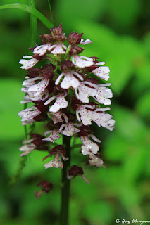 Orchis pourpre (Orchis purpurea), Fontainebleau