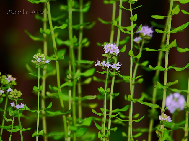 Mentha japonica