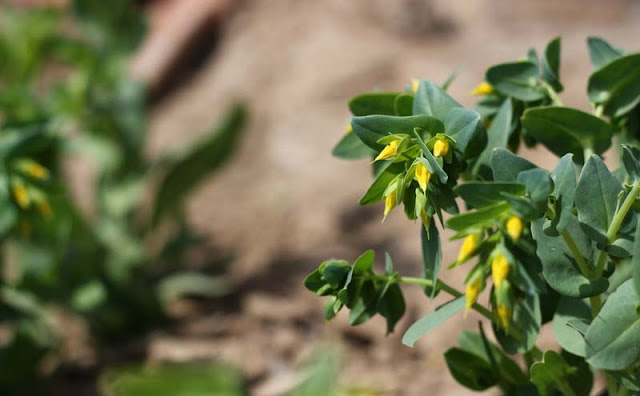 Cerinthe Minor Flowers Pictures