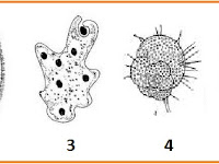 UN BIOLOGI NYARIS SAMA