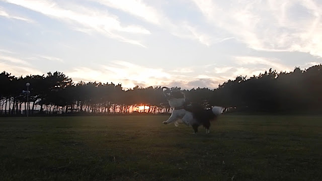 保護犬 ボーダーコリー トーマ 稲毛海浜公園