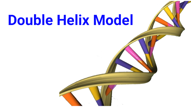 (Double Helix Model)