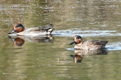 "Green-winged Teal - Anas crecca, winter visitors a pair swimming in the Duck Pond."