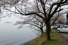 海津大崎の桜と竹生島