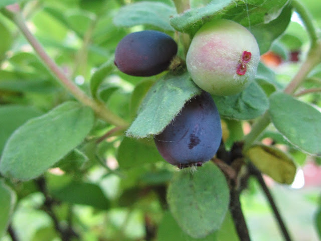 Lonicera kamtschatica fruits