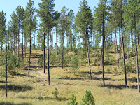 Thinned trees (Credit: forestpolicypub.com) Click to Enlarge.