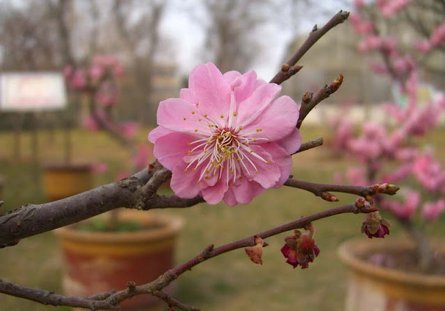 Plum Flowers