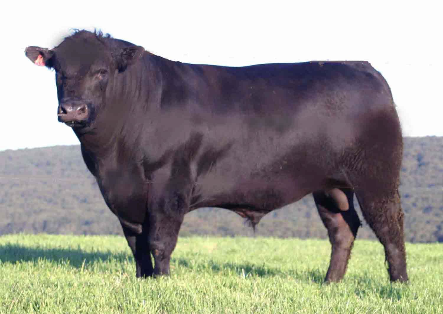 ... meat more specifically this is a polled black angus bull polled