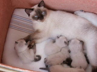 Pflege für eine schwangere Katze anggora